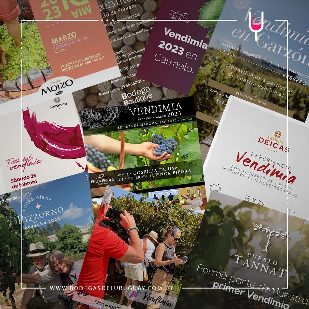 Desde este fin de semana y hasta fines de marzo se desarrollarán actividades lúdicas y gastronómicas en las bodegas turísticas uruguayas para celebrar la vendimia. Encontrá acá todas las propuestas:
bodegasdeluruguay.com.uy/short/tclGbZqR…