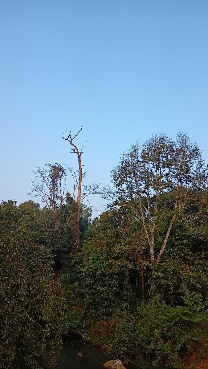 SanthoshKShett3's tweet photo. T-57: ಮಲೆನಾಡಿನ ಮಡಿಲಲ್ಲಿ
Malnad: Amidst Nature https://t.co/IlqON4J4Re