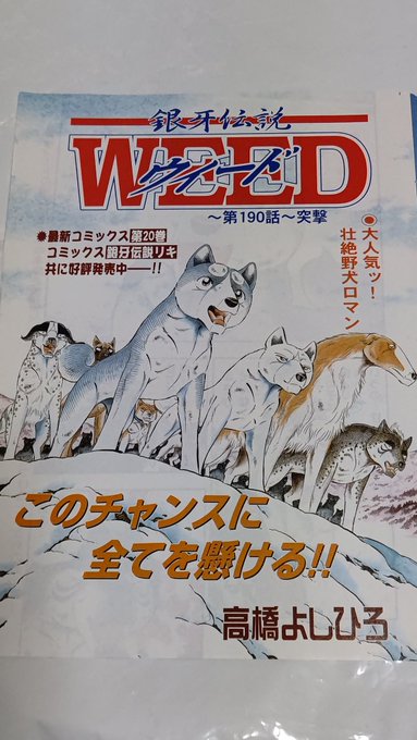銀牙伝説WEEDの巻頭カラー😋 第190話。四年目を迎えようとし