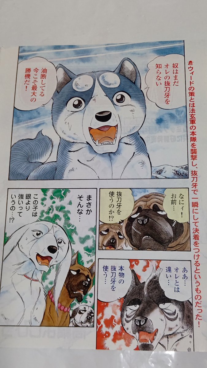 銀牙伝説WEEDの巻頭カラー😋 第190話。四年目を迎えようとし