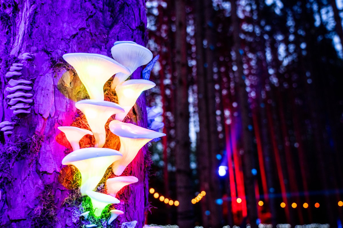 Electric Forest ⚡🌲 on Twitter "The Forest seeks creatives