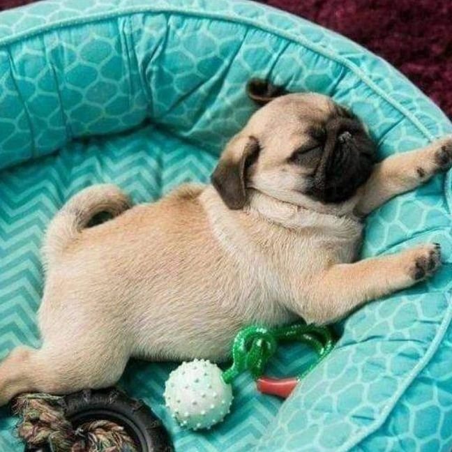 How cute pug?