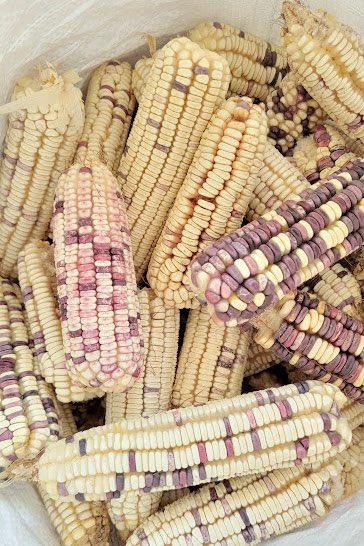 Cosecha de maíces nativos con una variedad impresionante de la Familia Hernándes Santos de la comunidad de las Lomitas, municipio de Coyuca de Benítez, Guerrero. 🌽💛
📷Marco