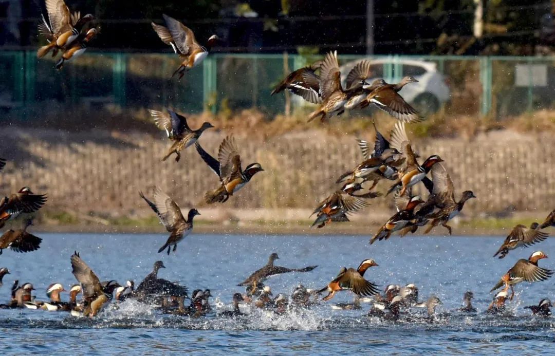 🦅🦤Flocks of wild ducks have been spotted frolicking and foraging in the lake of #Mount Huaguoshan recently. After years of continuous efforts to improve its ecological environment, the scenic spot has become the largest habitat for wild ducks and egrets in #Lianyungang.