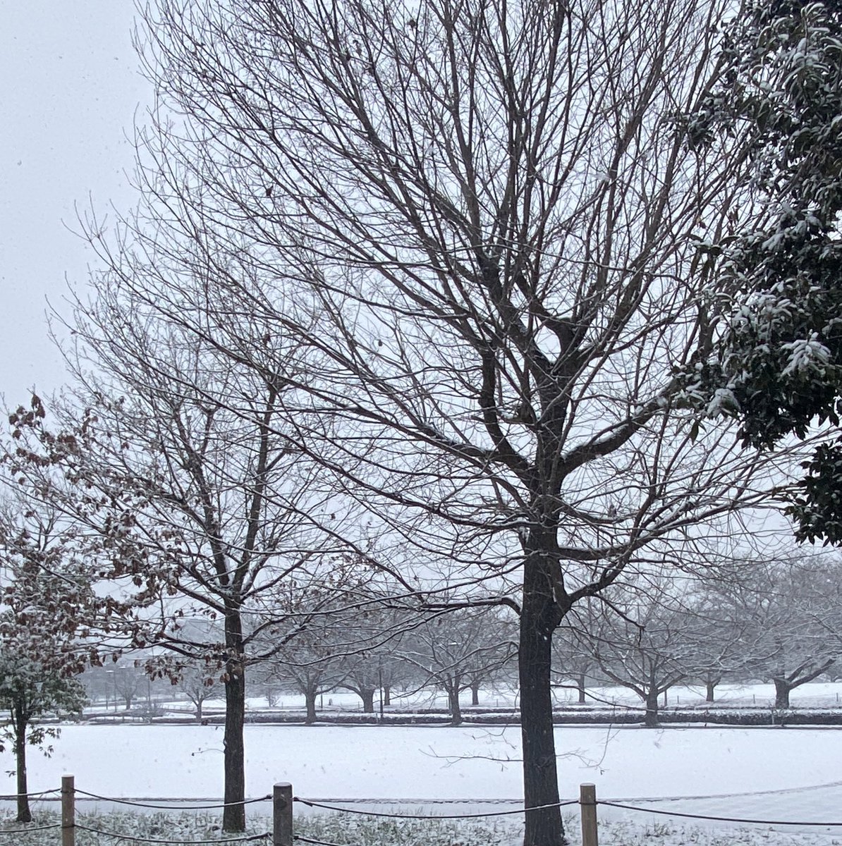 usachan_25's tweet photo. 雪...!!!!❄️

3150〜！！🥺♡
たくさん積もったら雪合戦したい〜！！☃️ https://t.co/caYNDtzUEl