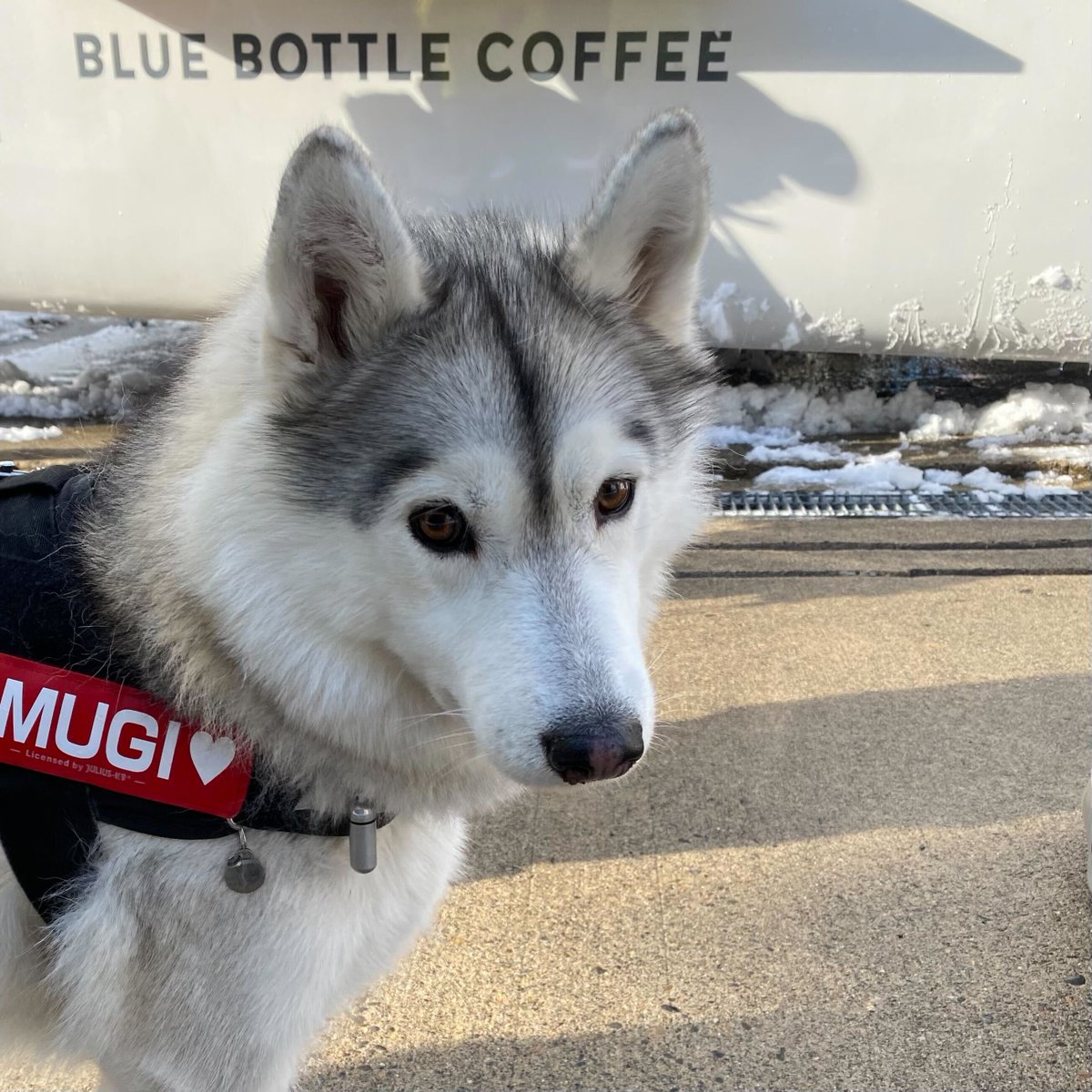 bluebottlejapan's tweet photo. #ãã«ãŒããã«ã³ãŒããŒãã©ãã¯ ã«æ¥ãŠããã
MUGI ãšã»ãã¢ããð
ãã«ãŒããã«ã³ãŒããŒã§ã¯
ã¯ã³ã¡ãããšäžç·ã«ãæ¥åºããã ããã客æ§ã«
ãªãªãžãã«ããã°ããªãŒã(ããã€) ã
ãçšæããŠããŸãâš
ãæ£æ©ã®éã¯
ãã²ãç«ã¡å¯ããã ããâïž
#éæ²¢æž©æ³
#DogsOfBlueBottle https://t.co/nfmIMfM5VX
