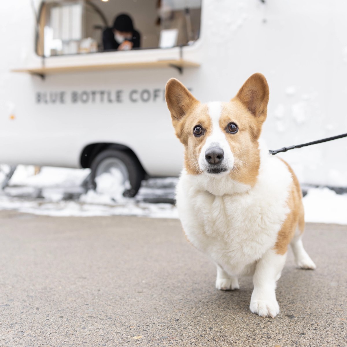 bluebottlejapan's tweet photo. #ãã«ãŒããã«ã³ãŒããŒãã©ãã¯ ã«æ¥ãŠããã
MUGI ãšã»ãã¢ããð
ãã«ãŒããã«ã³ãŒããŒã§ã¯
ã¯ã³ã¡ãããšäžç·ã«ãæ¥åºããã ããã客æ§ã«
ãªãªãžãã«ããã°ããªãŒã(ããã€) ã
ãçšæããŠããŸãâš
ãæ£æ©ã®éã¯
ãã²ãç«ã¡å¯ããã ããâïž
#éæ²¢æž©æ³
#DogsOfBlueBottle https://t.co/nfmIMfM5VX