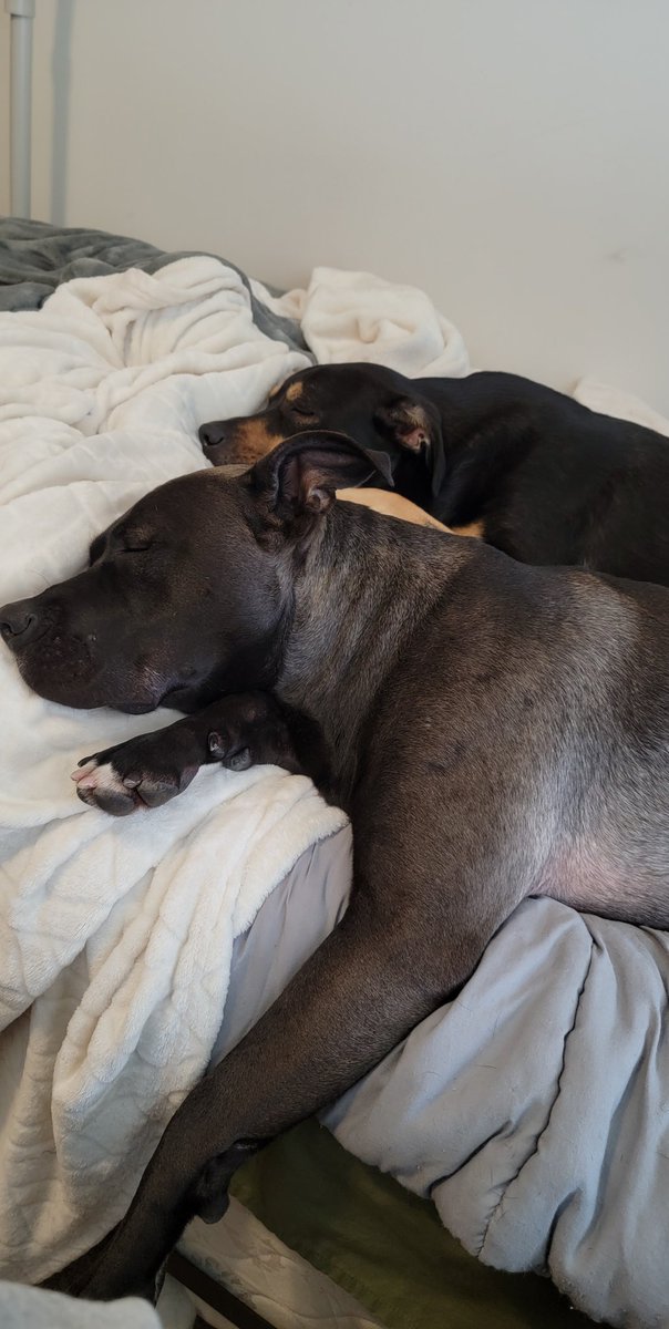 jessssay's tweet photo. @afrosabi Ours is a rescue with an unknown past so he's got quite a few triggers for fear aggression that we're working on. But at home where he feels safe he's the biggest baby who loves his squeaky unicorn toy and snuggling with us and his brother. https://t.co/CSnYkeFeu2