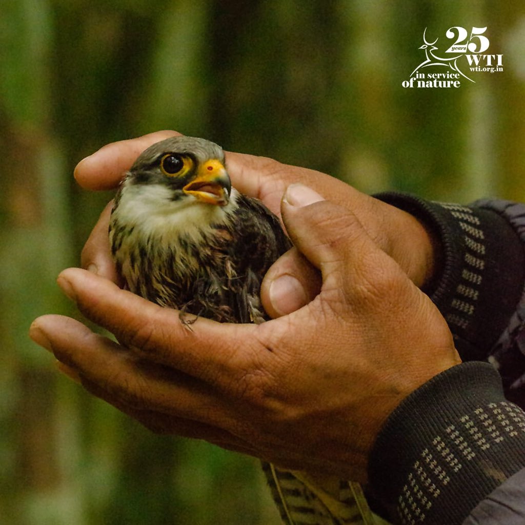 vivek4wild's tweet image. Happy to receive recognition from the Manipur Forest Department for @wti_org_india work on saving Amur falcons. We started in Nagaland &amp;amp; have been working on several other sites in the North-East. Thanks Rainforest Club for the work on ground &amp;amp; #Segre for support! #IndiAves