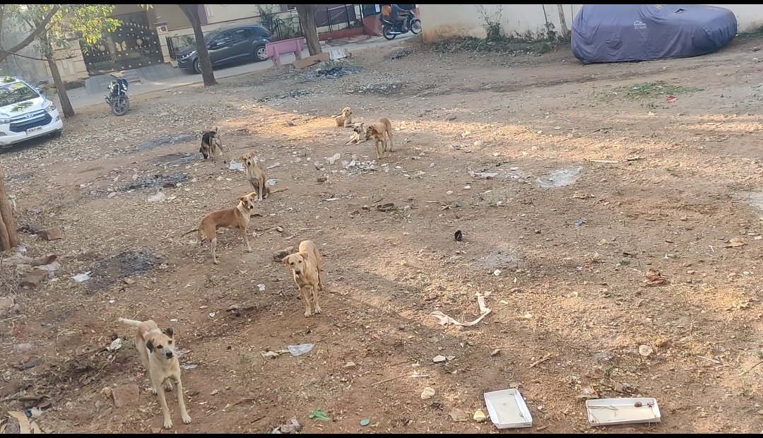 RamidiBapi's tweet photo. Street dogs are rapidly increasing in  Dammaiguda Municipality, they are harming people going on roads and recently childrens are also being injured by these dogs, so, request the commissioner to take necessary action @mc_dammaiguda @CommissionrGHMC @cdmatelangana @Collector_MDL https://t.co/um3crqzuia