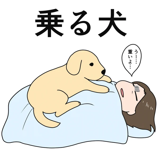 妹宅の犬、朝には容赦なくガッツリ乗ってくる。大体5時台後半〜6時台前半。無視して寝続けることは不可能。 
