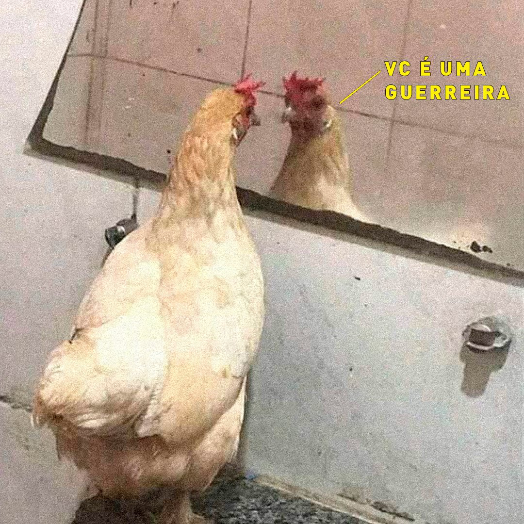 ragviana's tweet photo. @odaradeverdade Saúde mental tá top aqui #grazadeus
Graças a mim rs https://t.co/ipwJT07C4d