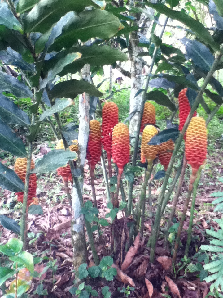 VzlanaCaripera's tweet photo. Para mis grandes amores en el cielo, los extraño mucho 🌹🌹💔💔💔🥺🥺 del #jardindeoriente #caripe y el #jardindemiabuelita https://t.co/PyK8jJLtNm