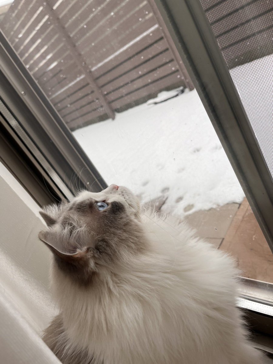 生まれて初めて見る雪❄️

#ねこ #猫 #猫のいる暮らし #猫好きな人と繋がりたい #猫好き #cat