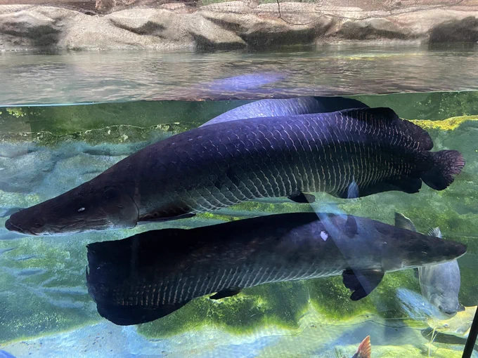 カワスイで淡水魚を観てピラルクのフライを食べてきました 