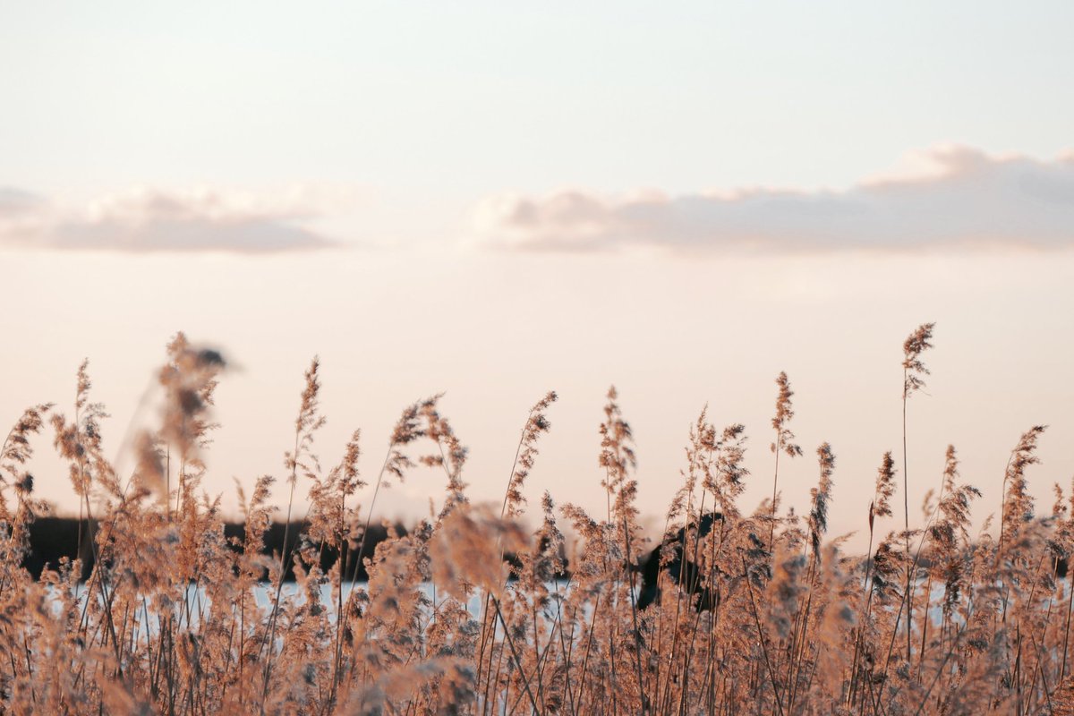martinclassenn's tweet photo. I wish you a nice Friday 🌾🌾 https://t.co/7OX8OSCjfb
