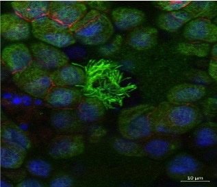 Normally I'm all about the #organoids, but 3D cell culture is cool too. A wee throwback to my time working with Air-Liquid Interface cultures for #FluorescenceFriday Nice little trachea in a well :)  #ALI #3DCellCulture #InfectiousDisease