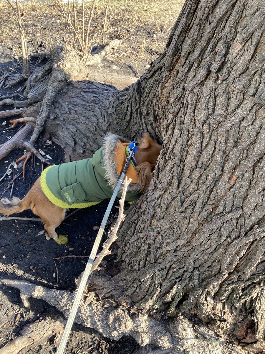 micki_t's tweet photo. @brook_cottage_ I have one of those. #TreeInspector They’re all detectives. https://t.co/CxlgnCZQDR