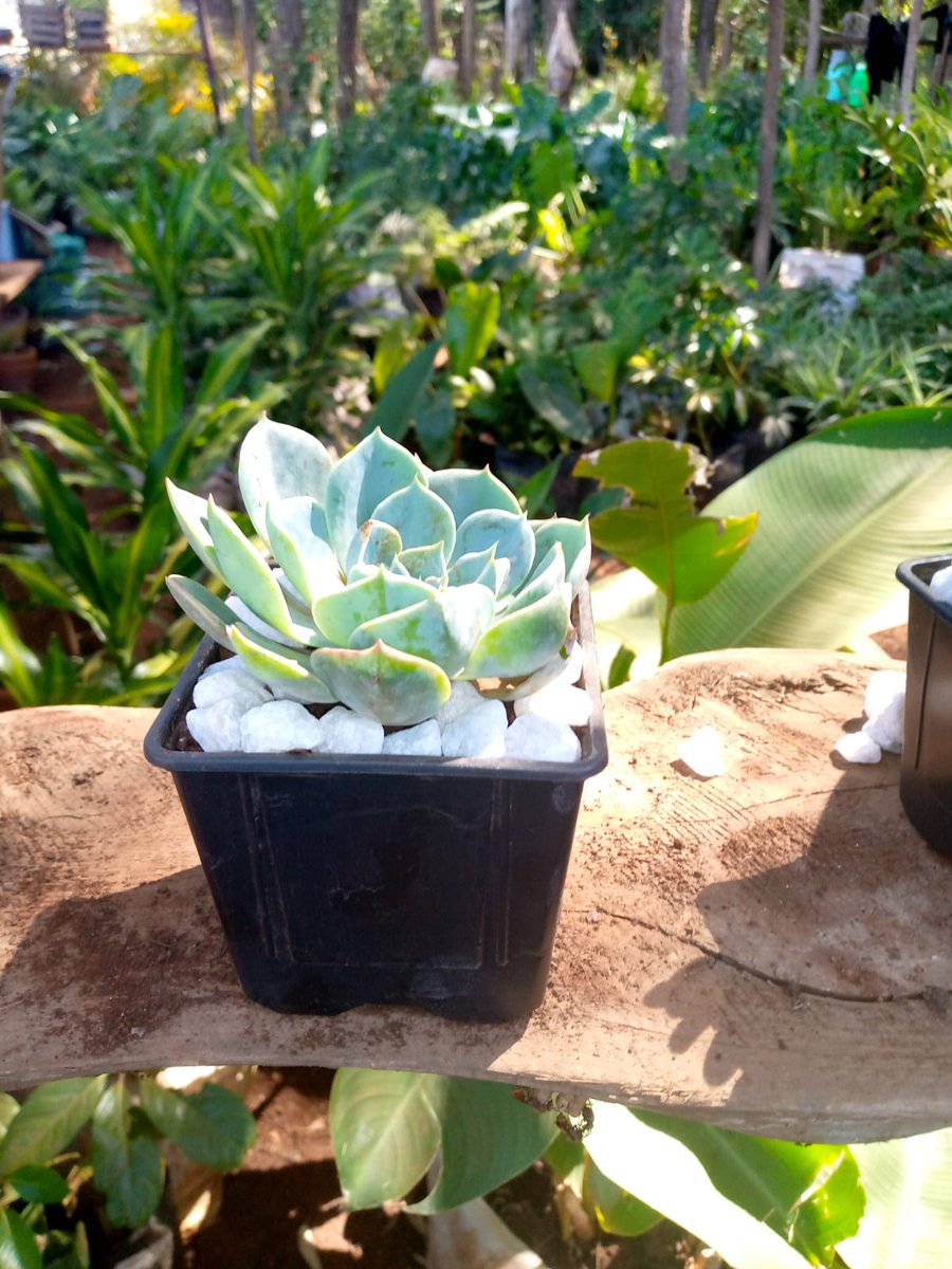 ecoscapesol's tweet photo. Succulents plants...for sell
#aoko  #omondi #Resign  #Matiangi https://t.co/DnGZvBIdfd