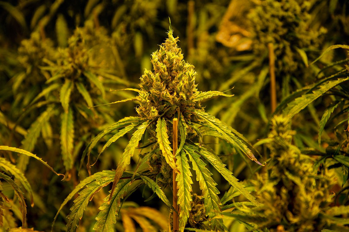 Gisteren heeft de politie een inval gedaan in vier woningen aan de Geleenderweg in Sittard.