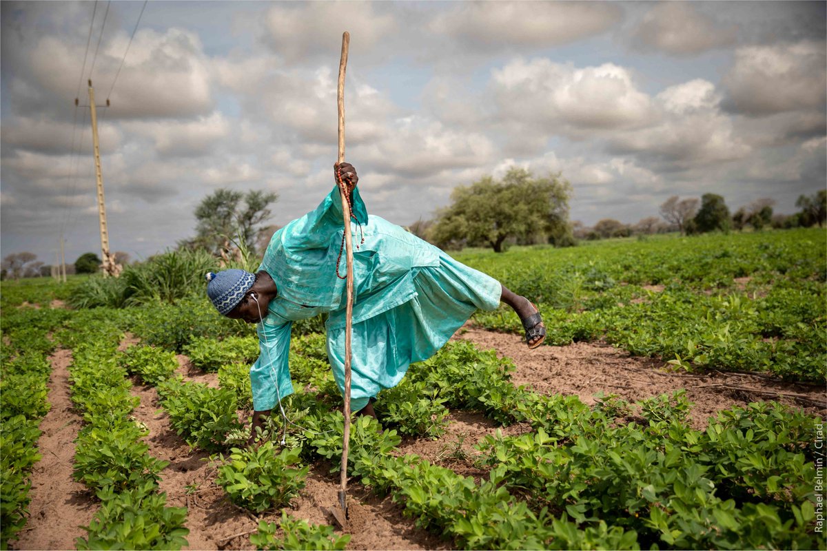 Cirad's tweet photo. C'est la #JournéeMondialeDesLégumineuses ! Les #légumineuses 🫘 sont : 
💪Bonnes pour la santé
🌱Bonnes pour l'environnement
👩‍🌾👨‍🌾 Mais en plus, elles améliorent les rendements des cultures de plus de 20 % selon une récente étude
A lire👉https://t.co/JZrSXLKcjK
#WorldPulsesDay2023 https://t.co/PZ23d5pXOS