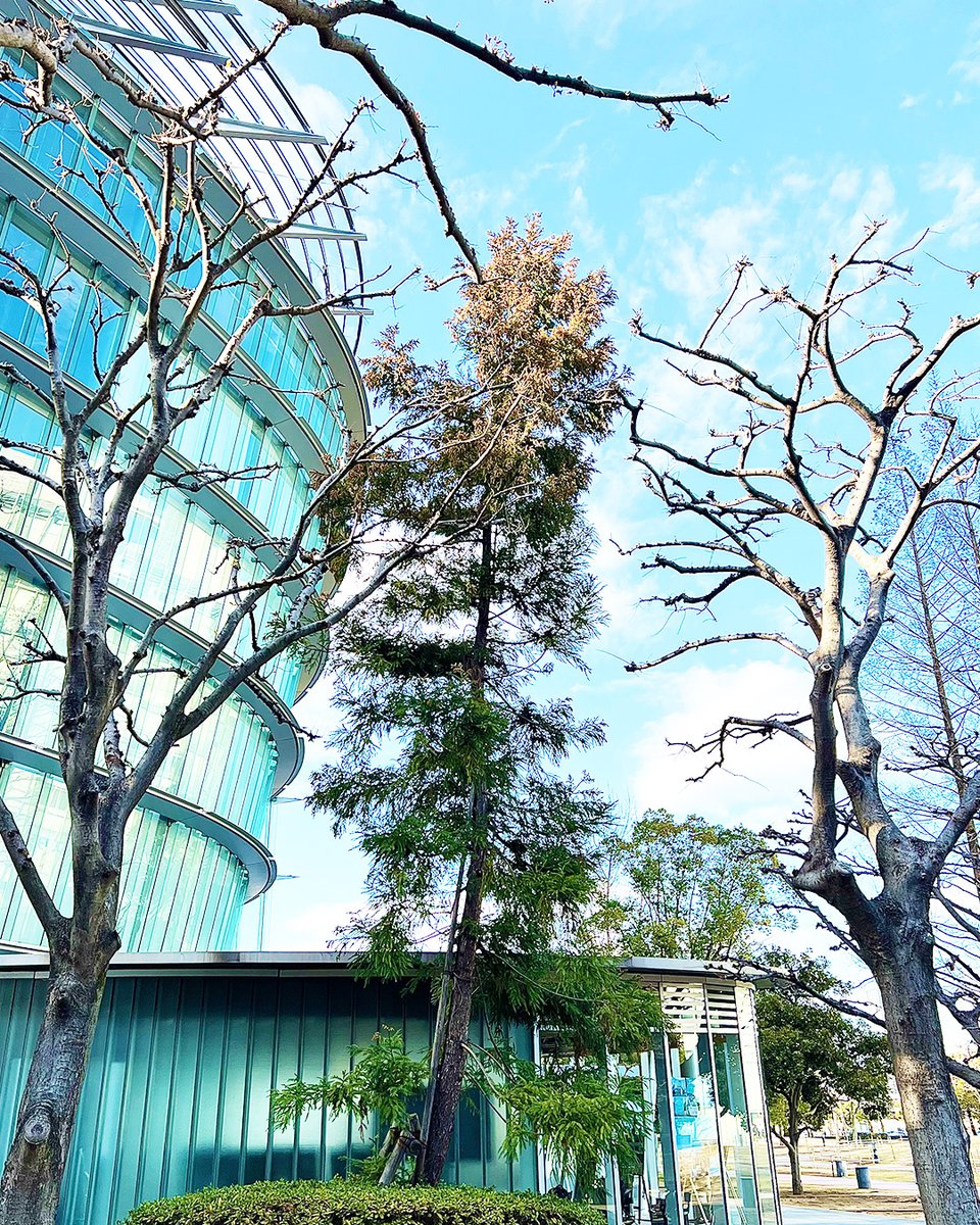 スタッフの推し❕ 宇宙とヤクスギ…❔❔ ?／ なんだか不思議な 
