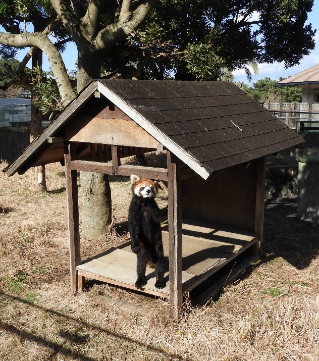 【大島公園動物園】昨年11月、福井県鯖江市から仲間入りしたレッサーパンダのオス・ピースケ（2才）の様子です。 飼育係の動きもよく観察しています。飼育係の気配を察知すると立ち上がって様子を伺います。 soumu.metro.tokyo.lg.jp/11osima/park/w… #大島公園 #動物園 #伊豆大島