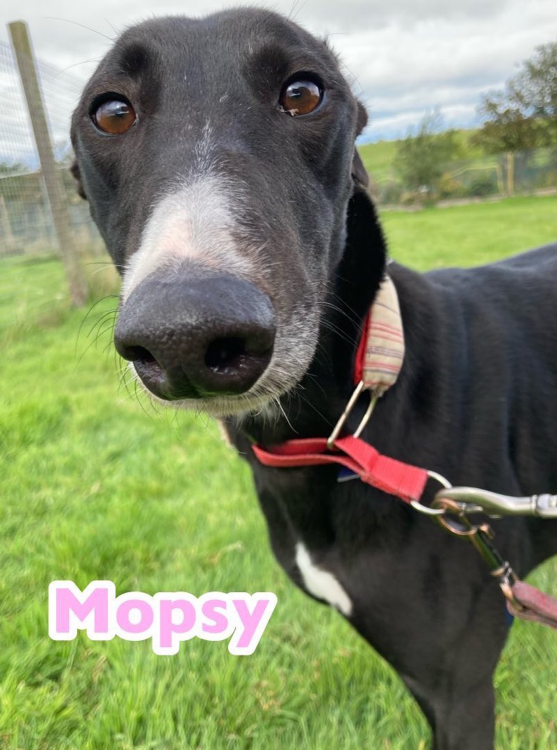 GreyhoundRFife's tweet photo. Gorgeous Mopsy (2)is waiting to find her #FureverHome A confident, playful girl who is enthusiastic & gets excited for walks but calms down on a lead. She loves #Zoomies & could live alone or with the right dog. To #Adopt call Celia :07826 244765 #AdoptDontShop #FridayFeeling ๐ https://t.co/VBk2U3jsiw