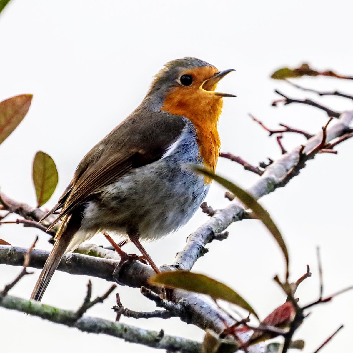 Cragfast's tweet photo. @DailyPicTheme2 Always love the song of a Robin #DailyDoseOfRobin #DailyPictureTheme https://t.co/yM32s1Zxeo