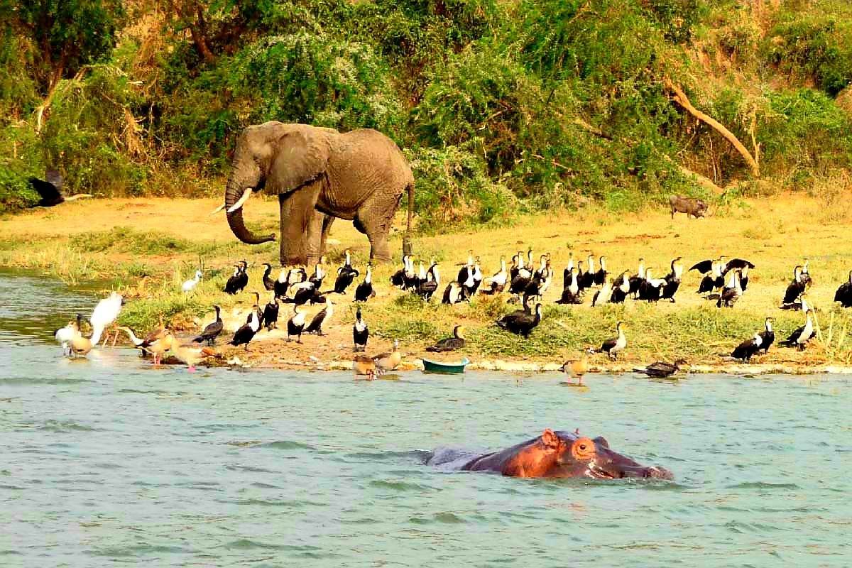 MeetandGreetUg's tweet photo. There is a certain peace that comes from spending time in Queen Elizabeth National Park , Join us this Easter from 7th-9thApril at only 380k #ExploreUganda
#EasterInTheWild https://t.co/u2jtXyYvWT