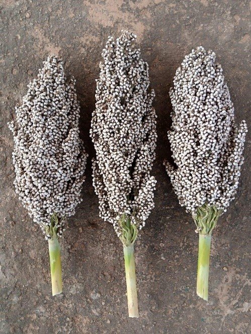 ICRISAT's tweet photo. #ICRISAT has developed 3 new sorghum &amp; 3 pearl millet varieties for better nutrition and yields. Proud winner of the #AfricaFoodPrize 2021, our commitment to supporting the agricultural sector through partnerships &amp; innovation remains strong.

Read more: https://t.co/xbJleoCzKM https://t.co/MNeen24urN