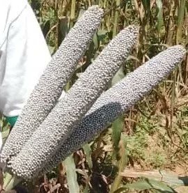 ICRISAT's tweet photo. #ICRISAT has developed 3 new sorghum &amp; 3 pearl millet varieties for better nutrition and yields. Proud winner of the #AfricaFoodPrize 2021, our commitment to supporting the agricultural sector through partnerships &amp; innovation remains strong.

Read more: https://t.co/xbJleoCzKM https://t.co/MNeen24urN