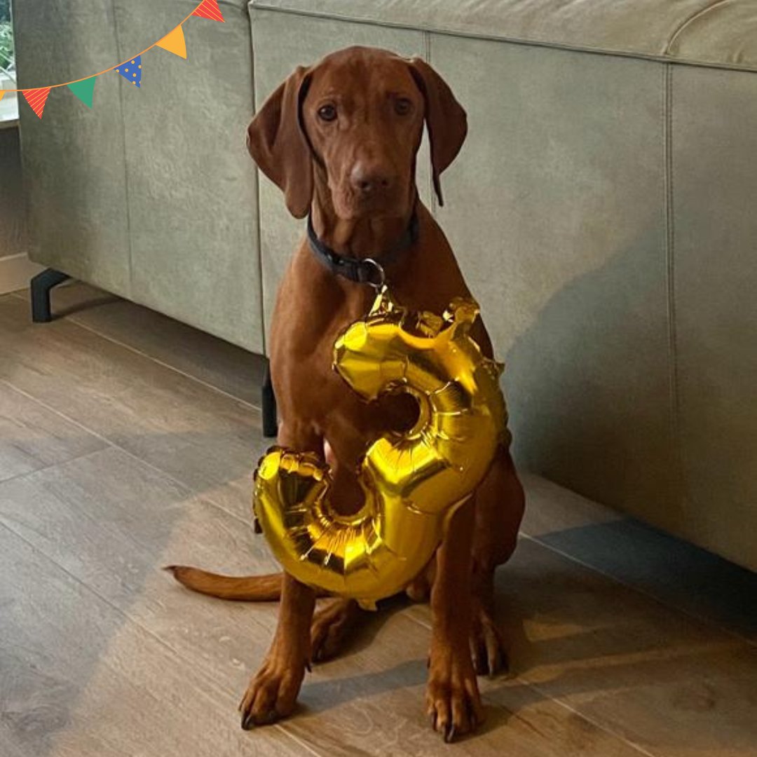 𝙃𝙞𝙚𝙥 𝙝𝙞𝙚𝙥 𝙝𝙤𝙚𝙧𝙖! 🥳

Vandaag mag onze kantoorhond Chico 3 kaarsjes uitblazen. 
Gefeliciteerd lieve Chico! 🎉🐾

#Persoonlijk, #Actief, #Ervaren. Daarom kies je M2 Makelaars!