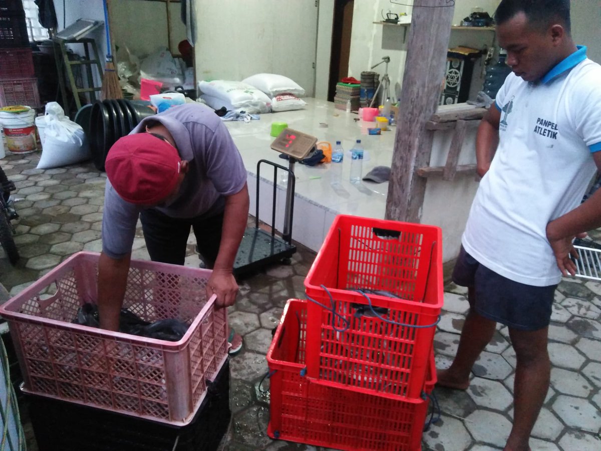 Susiloanto5's tweet photo. Rabu(8/2/23), susilo luhkan kab.madiun, mendampingi panen lele di pokdakan mina asyuda, 1.000 kg, harga 18.800, uk 6-8 ekr/kg, 
#Giatluhkansatminkalbwi
#luhlapor
@bppp_banyuwangi 
@pusluhkp https://t.co/CYX1rSFPJl