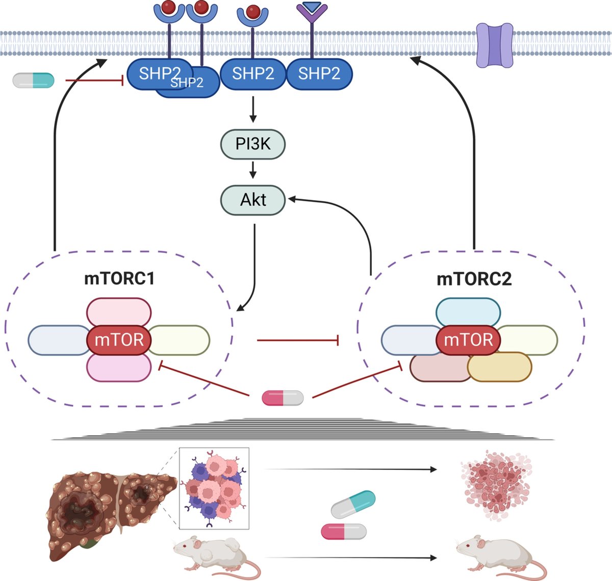 MolOncology's tweet image. Rational combination of SHP2 and mTOR inhibition for the treatment of hepatocellular carcinoma

🔓buff.ly/3lkAvgd 

#CRCSM #TargetedTherapy
#HCC #OncoAlert