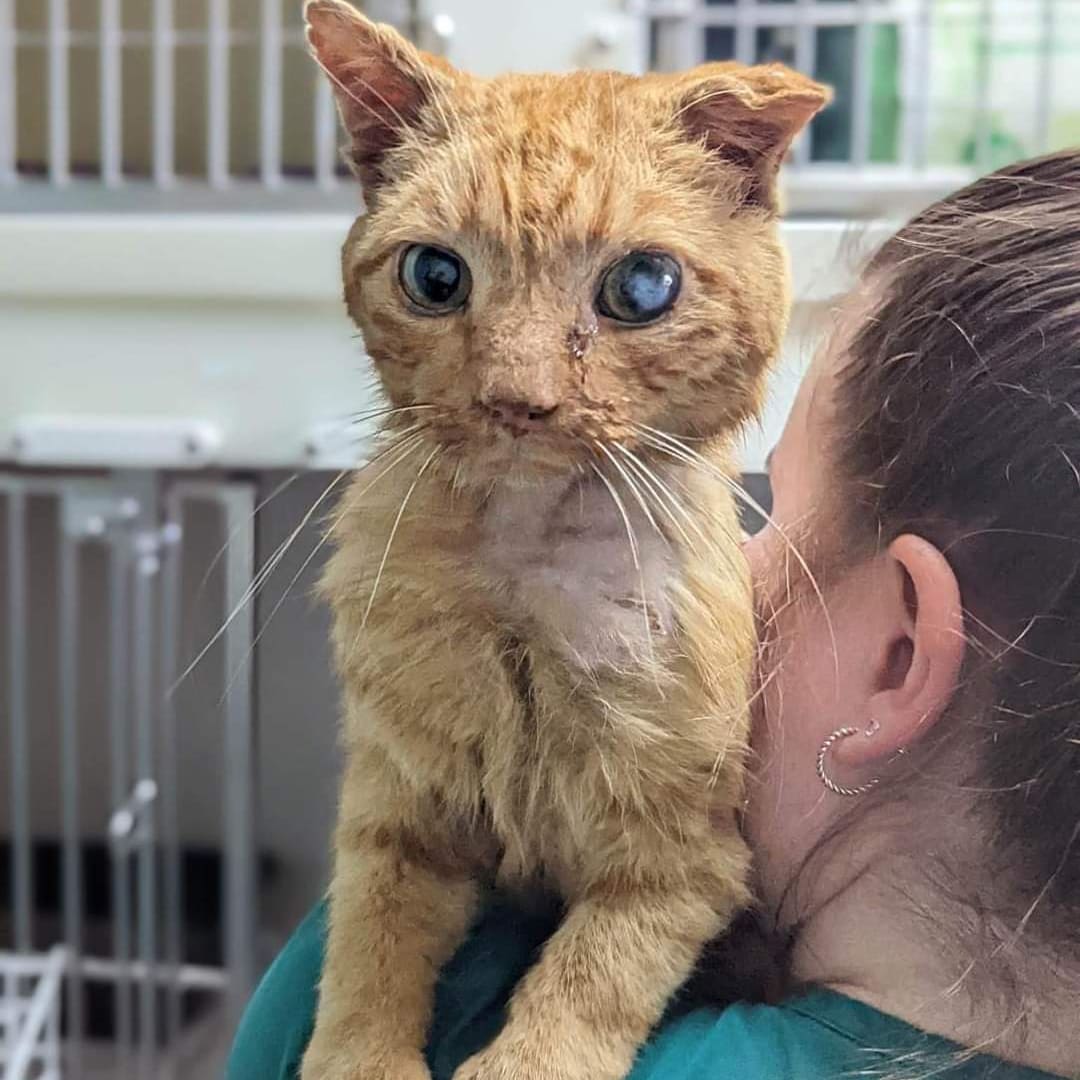 🚨 UPDATE -Just heard from the vets… Oscar is significantly weaker this morning 💔
We are waiting to hear the vets plans but please keep everything crossed &amp; please keep donating incase he needs to move to the out of hours hospital tonight!Please keep praying &amp; donating for him