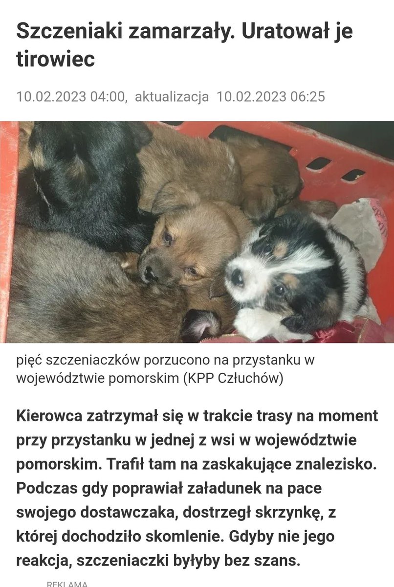 Halo, mieszkańcy gminy Człuchów! Wśród was mieszka bydlę, które porzuciło szczeniaki🤬🤬😡😡