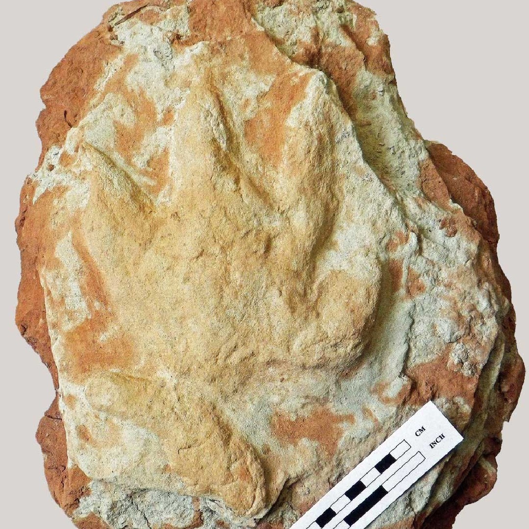 Geology Jill On Twitter RT jurassic coast FossilFriday Trace geology-jill-on-twitter-rt-jurassic-coast-fossilfriday-trace