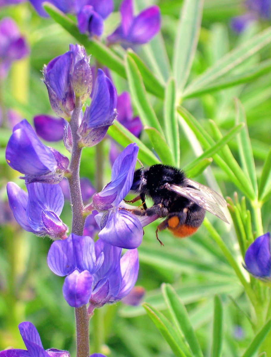 JKI_Bund's tweet image. Wir feiern den #TagDerHülsenfrüchte.🥳Der Großteil der #Leguminosen wird als #Tierfutter verwendet, für den Teller werden sie jedoch zunehmend interessanter - und #Wildbienen fliegen drauf 🐝. Die @BZL_aktuell-Statistik bestätigt den positiven Anbautrend. 📜 (1/4)