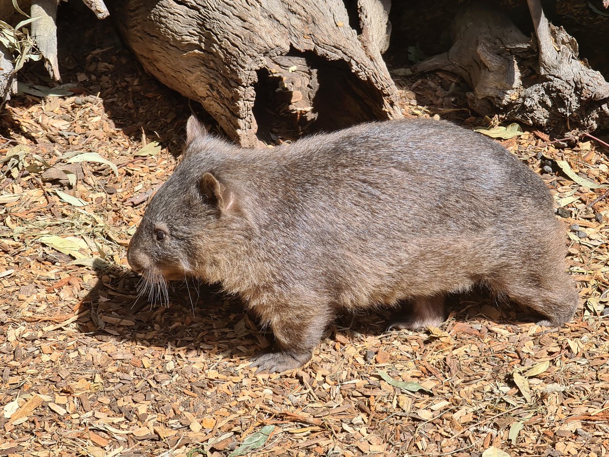 Fun Fact Friday!

Did you know that Wombats have a teeny-tiny vestigial tail?

The tail is almost entirely concealed by its fur.

#funfactfriday #wombatfacts #vestigialtail #australianwildlife #seeaustralia #lovensw #incrediblebynature