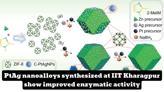 IIT Kharagpur study demonstrates size-and composition-dependent catalytic activity of PtAg nanozymes