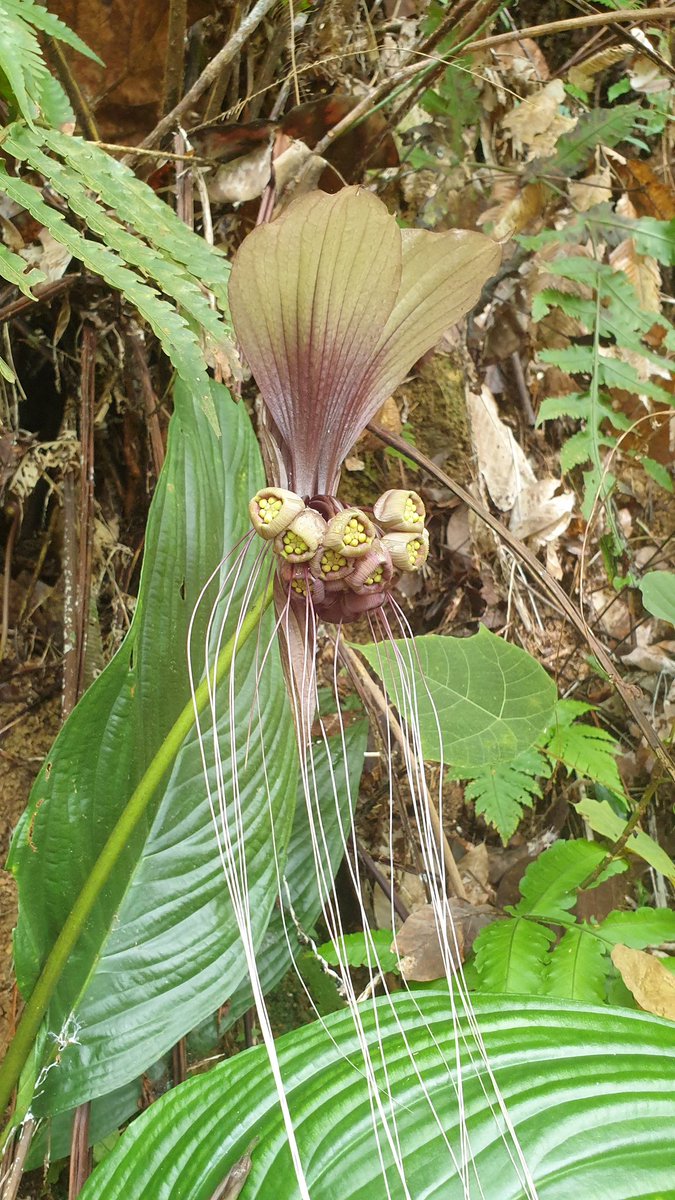FriendsofBD's tweet photo. Rare plant BAT LILY is a part of FoBD Logo. It can be found on Bukit Dinding. It was first described by the English botanist J. Gawler in 1812.
Go hike on Bukit Dinding, see if you can sight this beauty!
#savebukitdinding #selamatkanbukitdinding #batflower #batlily #rareplant https://t.co/O11NfFrFKq
