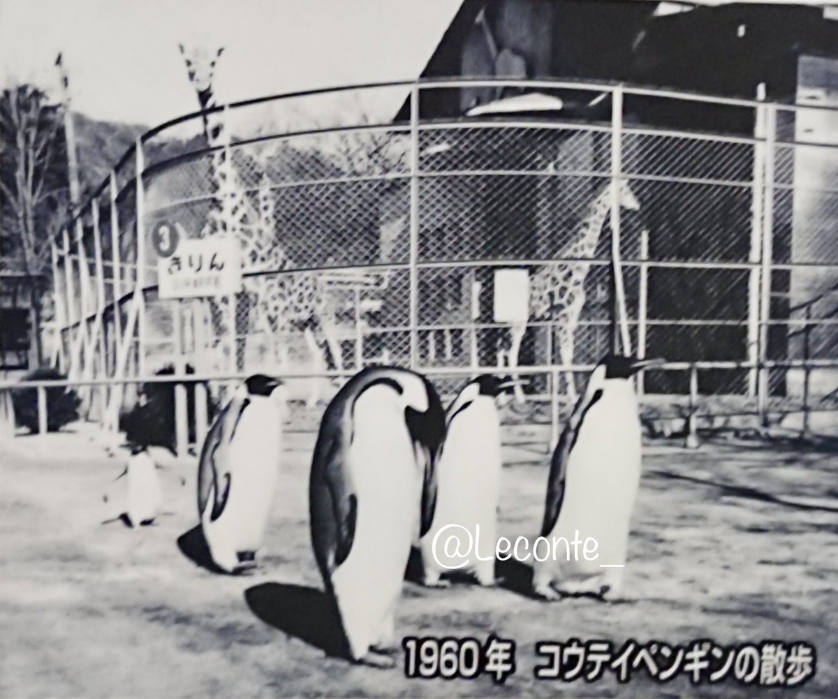ぺんぎん おまとめ 京都洛柿庵 細タペストリー 【 ファーストペンギン