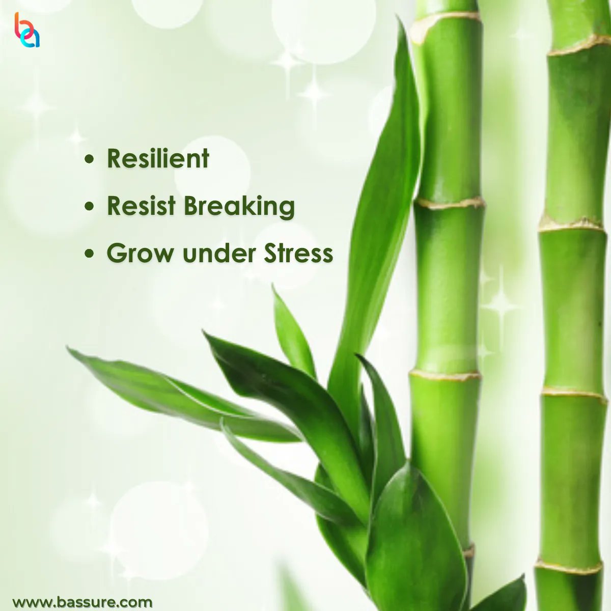 BAssureSolution's tweet photo. Bend it Like Bamboo - Resilient and Resist Breaking under Stress.
At BAssure, we strive to create an environment of resilience and steady growth that mimics the environment of bamboo.
https://t.co/bO7ltL0RvY
#GrowLikeBamboo #Resilent #Growth #BAssureSolutions #GreatPl… https://t.co/DQhmZwPpZR