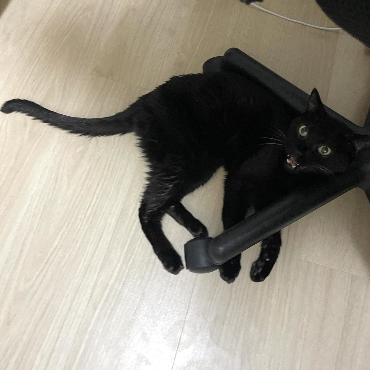 mugitanyanko's tweet photo. そこはやめてくれぇ。。あぶない。。 https://t.co/hcHuUeFiOW