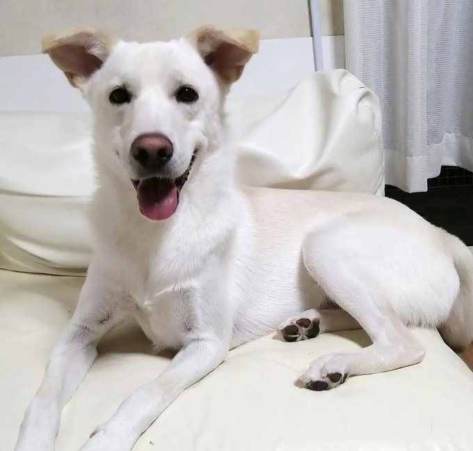 栃木県里親募集動物情報 on Twitter "【里親募集】「mix♂「シャあくん」」東京都 犬の里親募集(367676