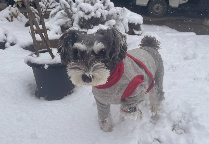 雪といぬ 