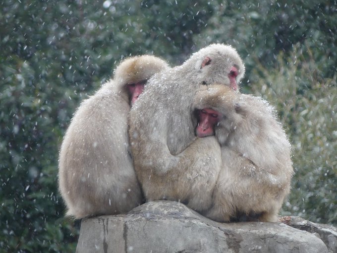 💁‍♀️🌨🐒🥶🙆‍♀️
上野動物園［公式］@UenoZooGardens
おはようございます。
今朝の動物たちの様子をお届けします。

#ニホンザル
#朝の上野動物園