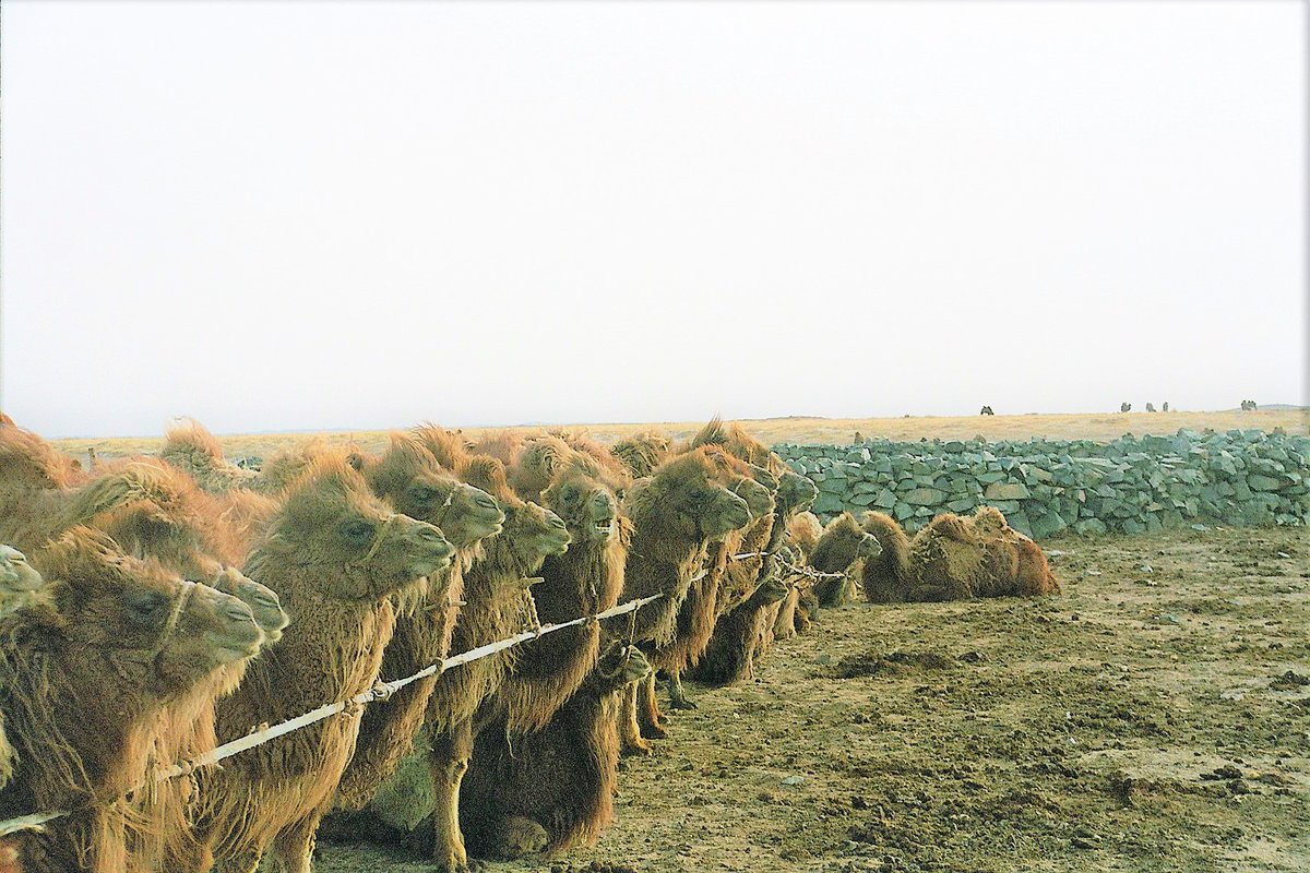 IlseKohler's tweet photo. As the International Year of Camelids (#IYC2024) is coming up in 2024, I searched my files for pics of Bactrian camels and found these shots I took in Mongolia's Gobi Desert more than a decade ago.
Women play a major role in camel management.
Anybody else interested in #IYC2024? https://t.co/iqvOUYfb9A