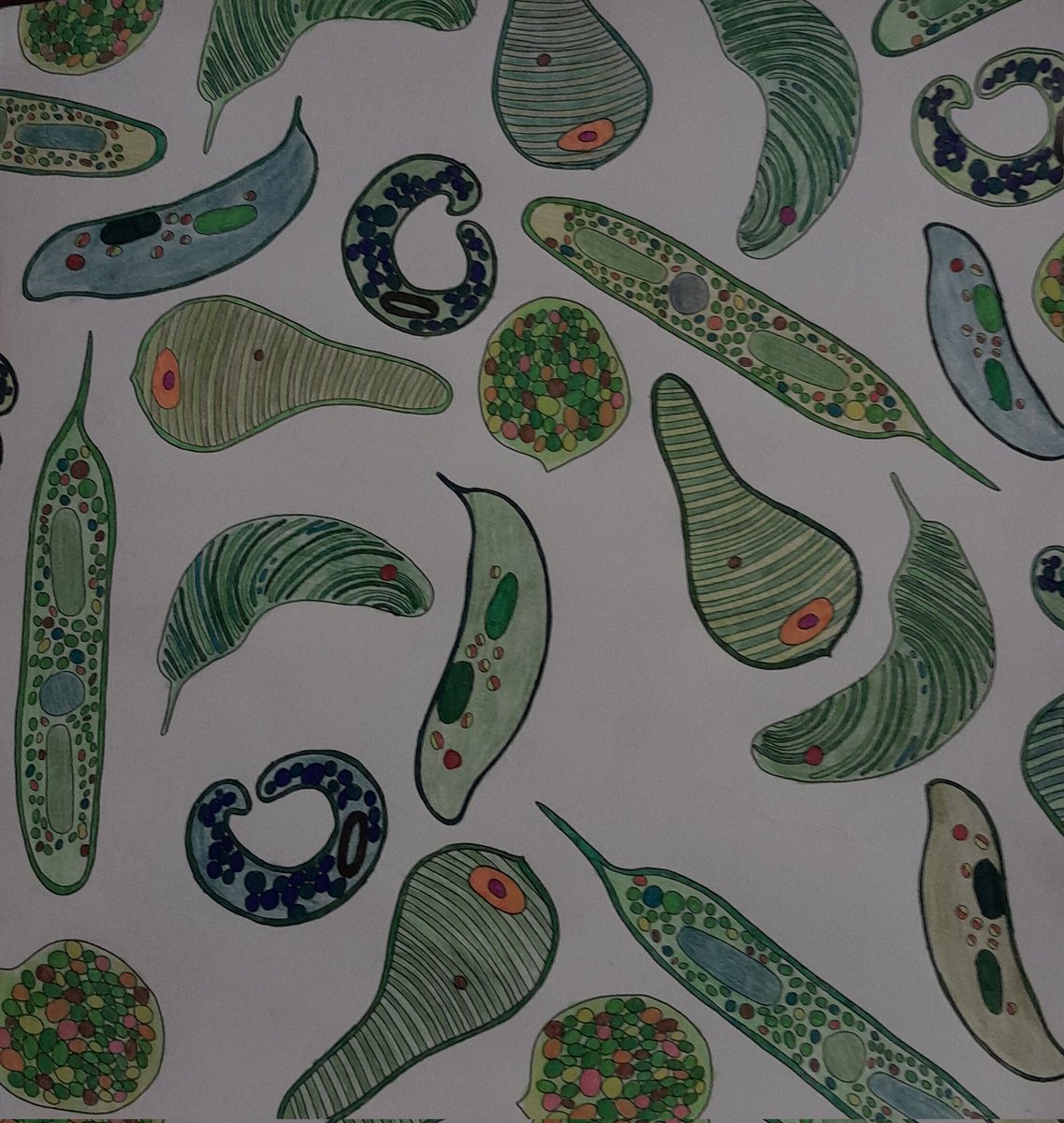 NotAPrimeNumber's tweet photo. After a #PhycologyFriday 🧵I finally make it to the post I had planned:
1) I finished colouring the Euglenoid page in #MicroMarvels.
2) & 3) Last week I got given a wonderful scum sample that was packed with Euglena spp.
#MicroscopicMarvels https://t.co/hcSClJRyz6